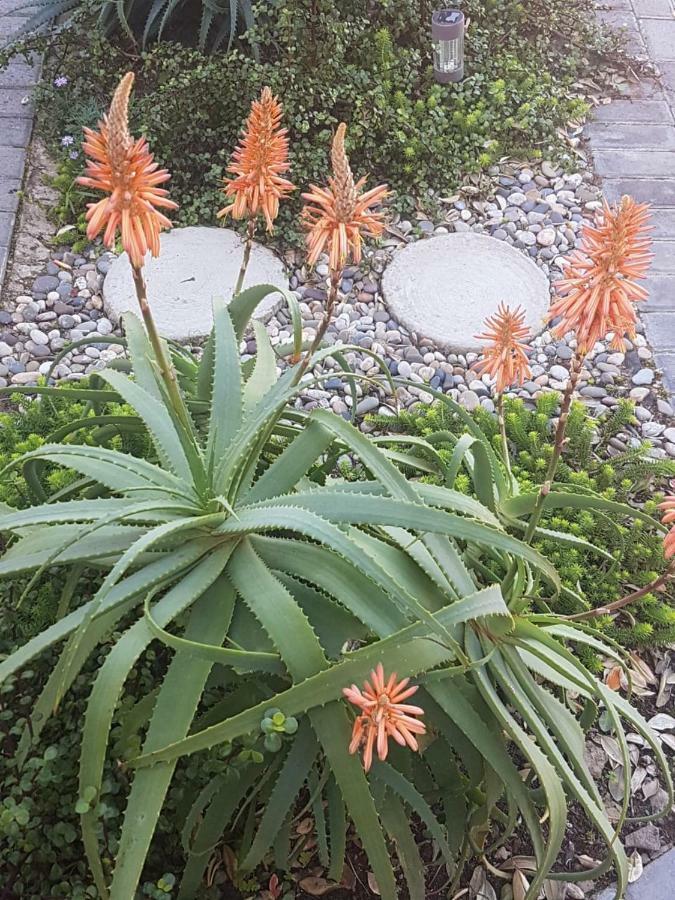 Aloe @ The Sea Apartamento Mossel Bay Exterior foto