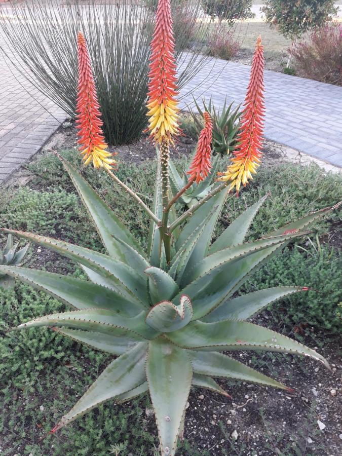 Aloe @ The Sea Apartamento Mossel Bay Exterior foto